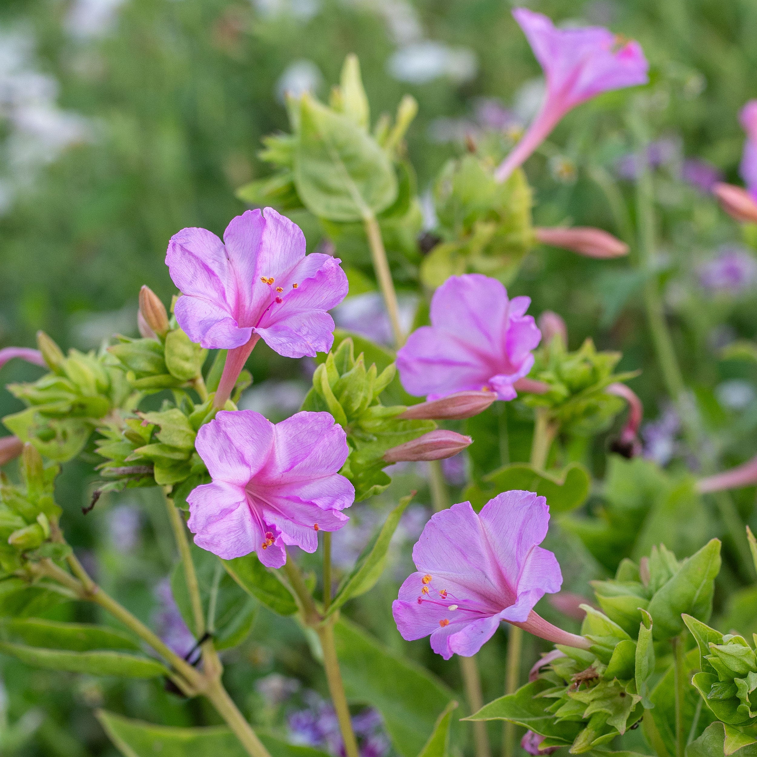 ピンク！「菜々緒/FOUR O'CLOCK」 Four O'Clock 'Pink' seeds - Mirabilis jalapa
