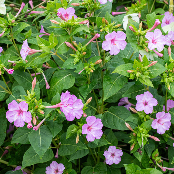 Four O'Clock 'Pink' seeds - Mirabilis jalapa