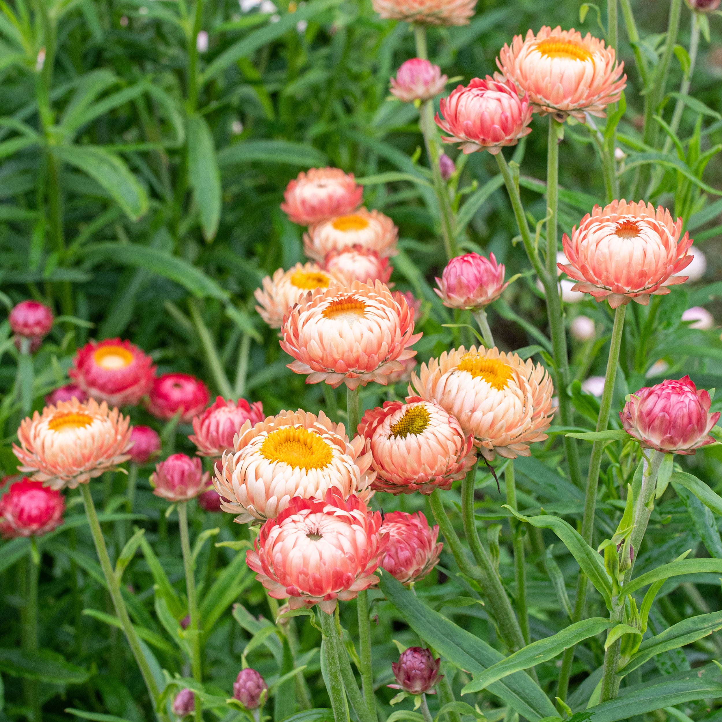 straw flower seeds Strawflower 'King Size Salmon'
