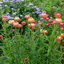 Strawflower 'King Size Salmon'