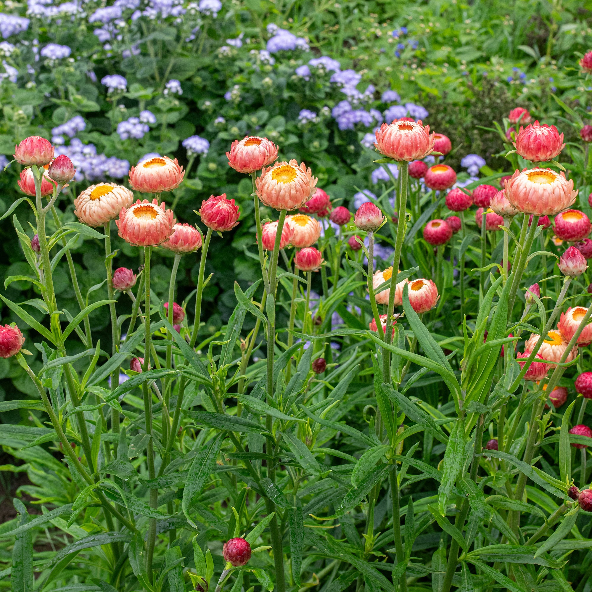 Strawflower 'King Size Salmon'