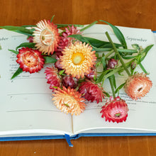 Strawflower 'King Size Salmon'
