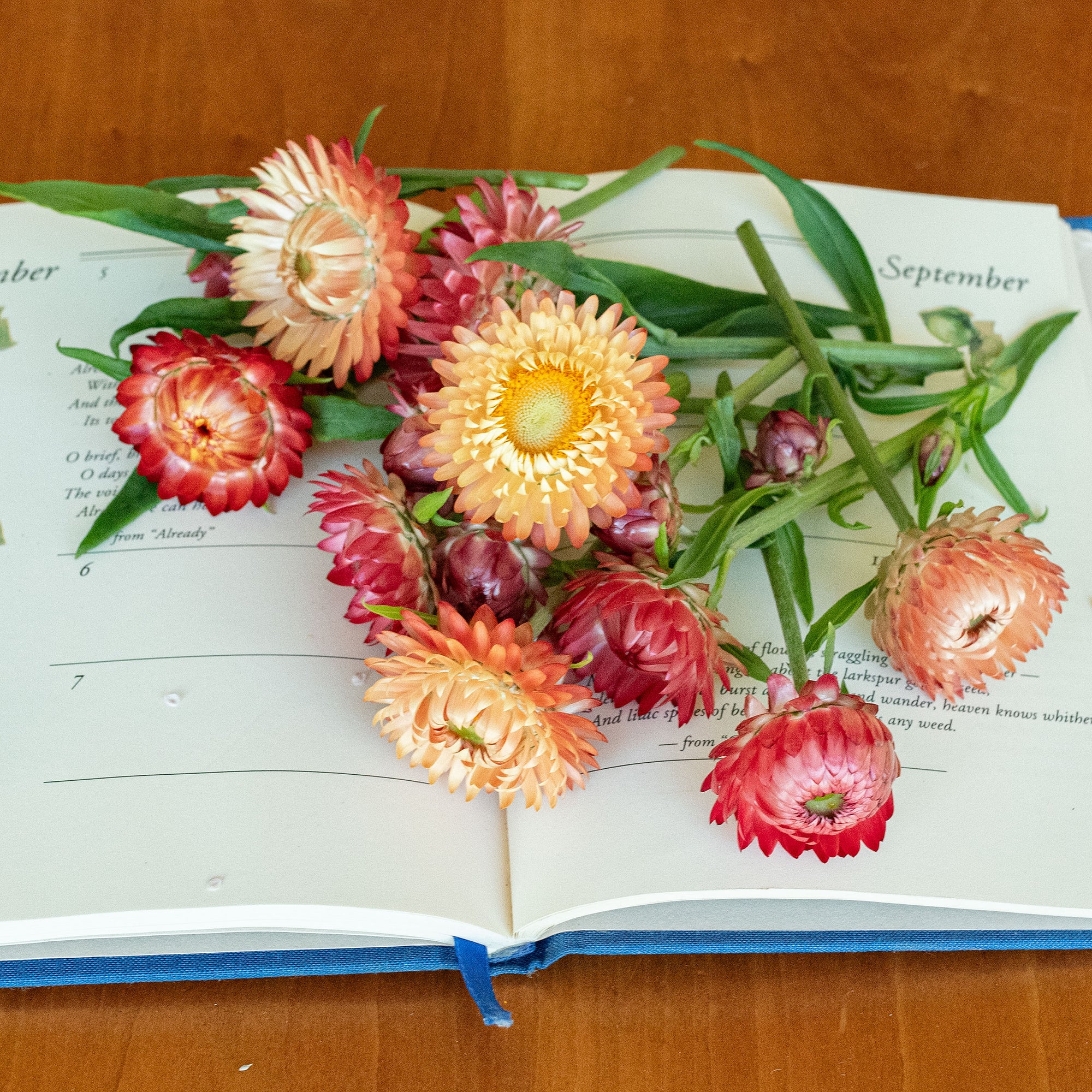 Strawflower 'King Size Salmon'
