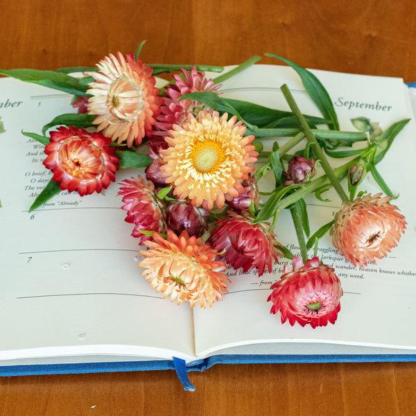 Strawflower 'King Size Salmon'