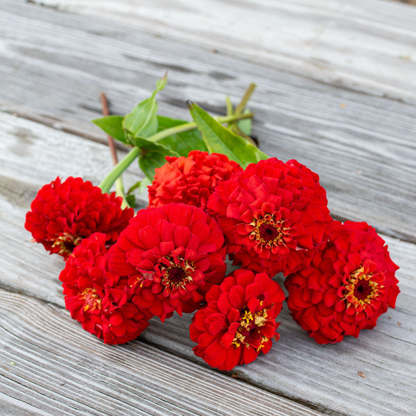 Zinnia 'Oklahoma Scarlet' seeds