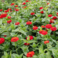 Zinnia 'Oklahoma Scarlet'