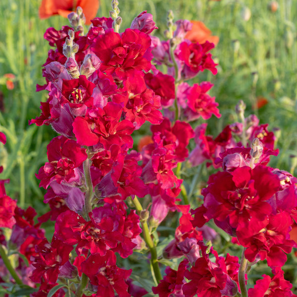 Ruffled red snapdragon flowers