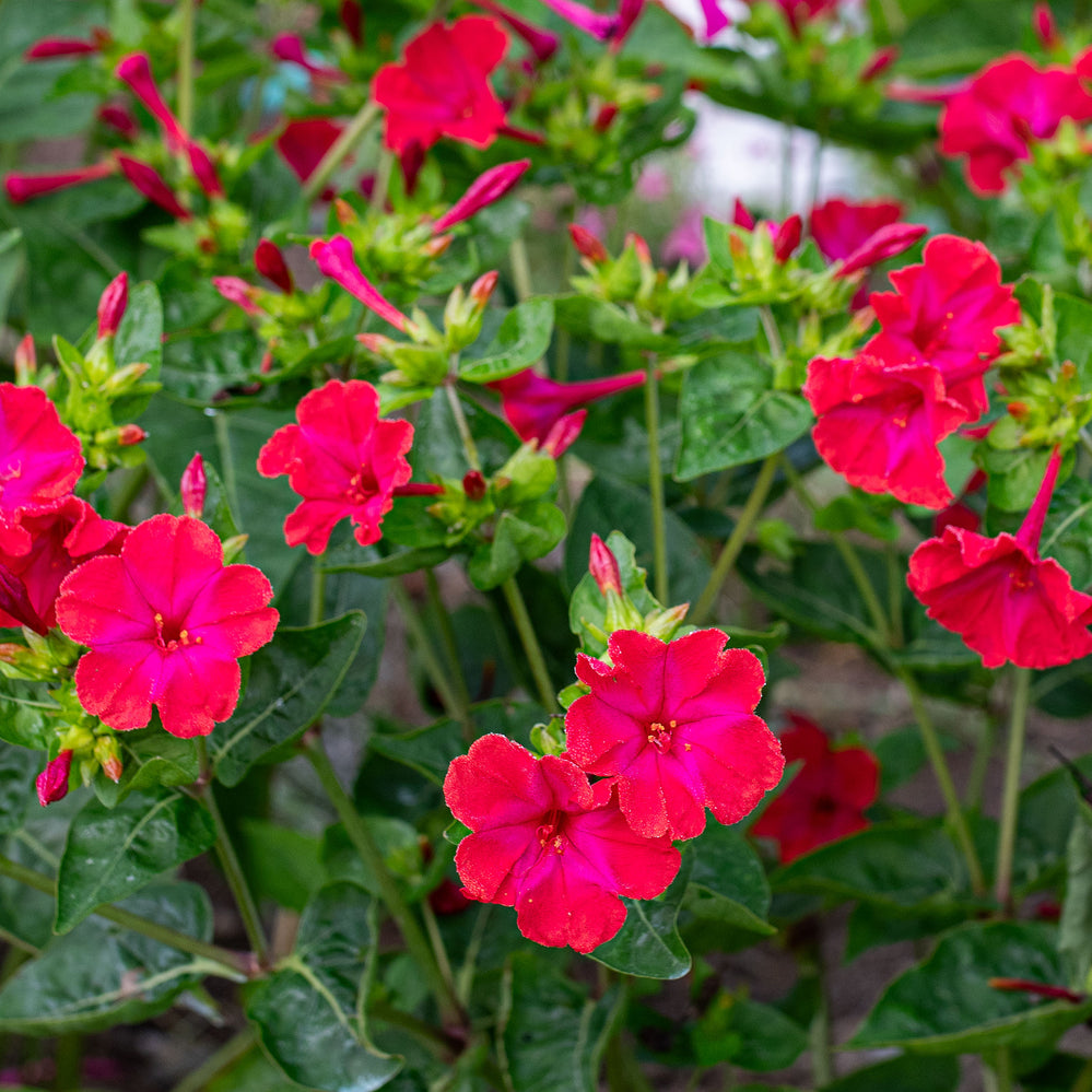 75 Red Four O'clock Flower Seeds Mirabilis Jalapa - Tender Perennial 75 Red Four O'clock Flower Seeds Mirabilis Jalapa - Tender Perennial