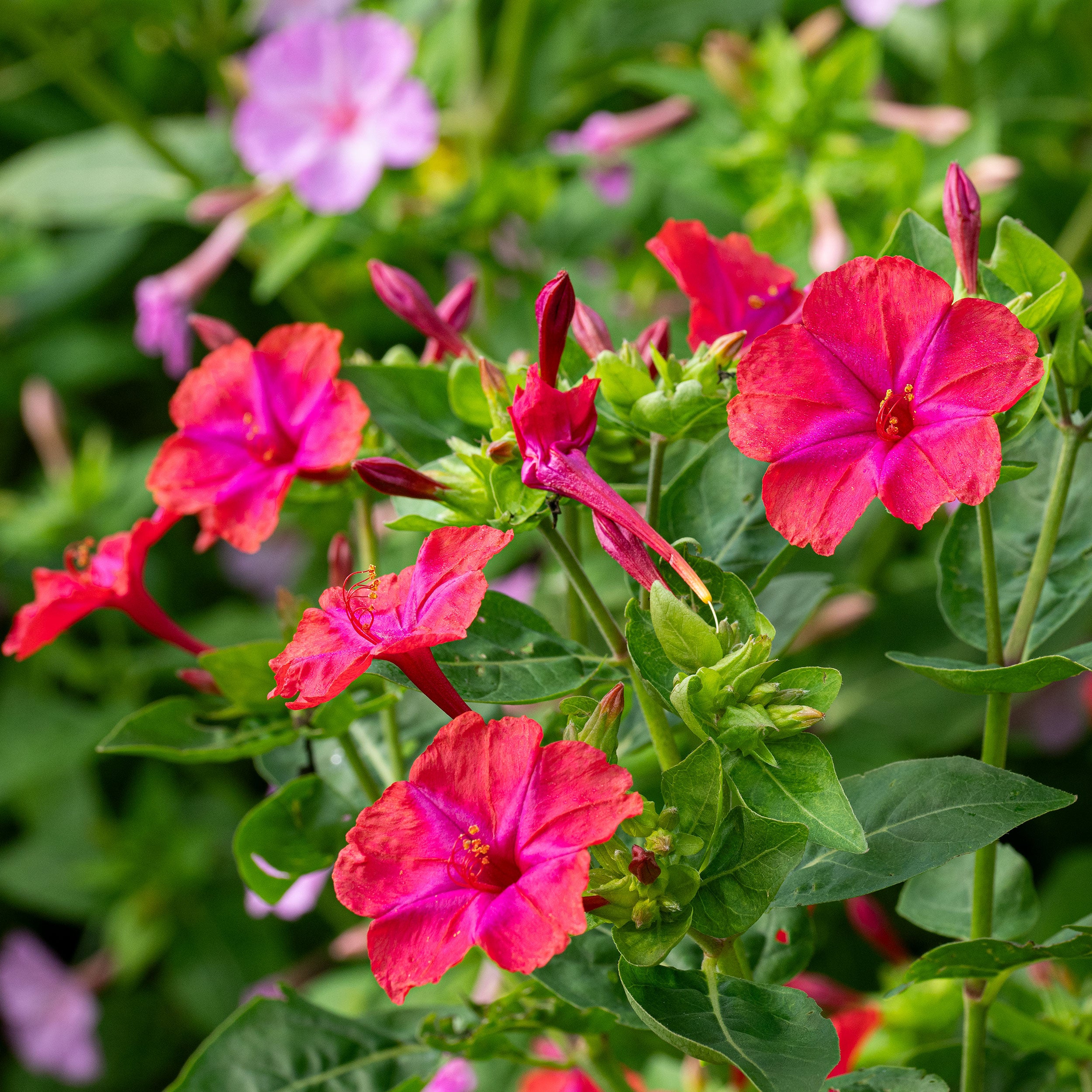 Four O'Clock 'Red' seeds - Mirabilis jalapa
