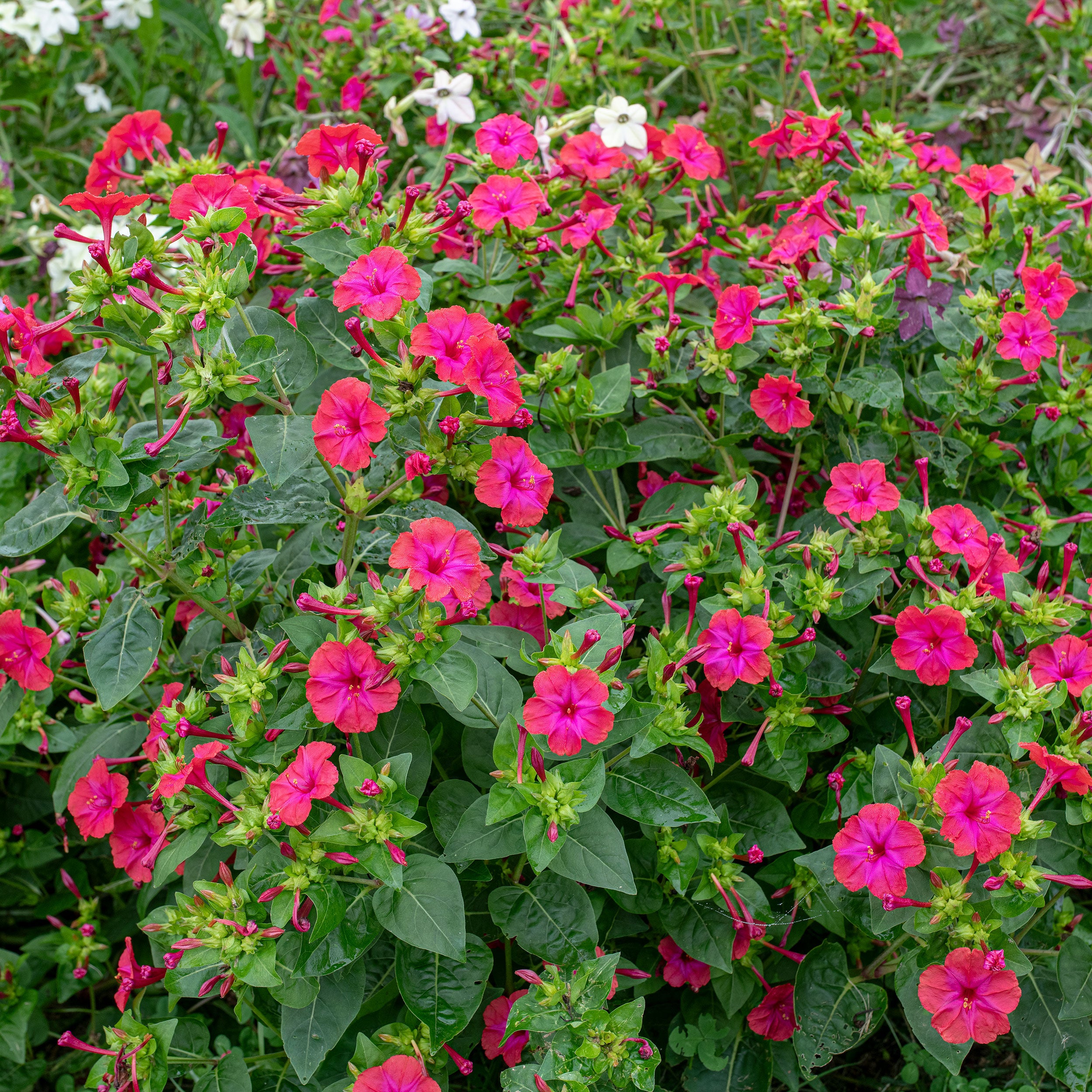 Four O'Clock 'Red' seeds - Mirabilis jalapa