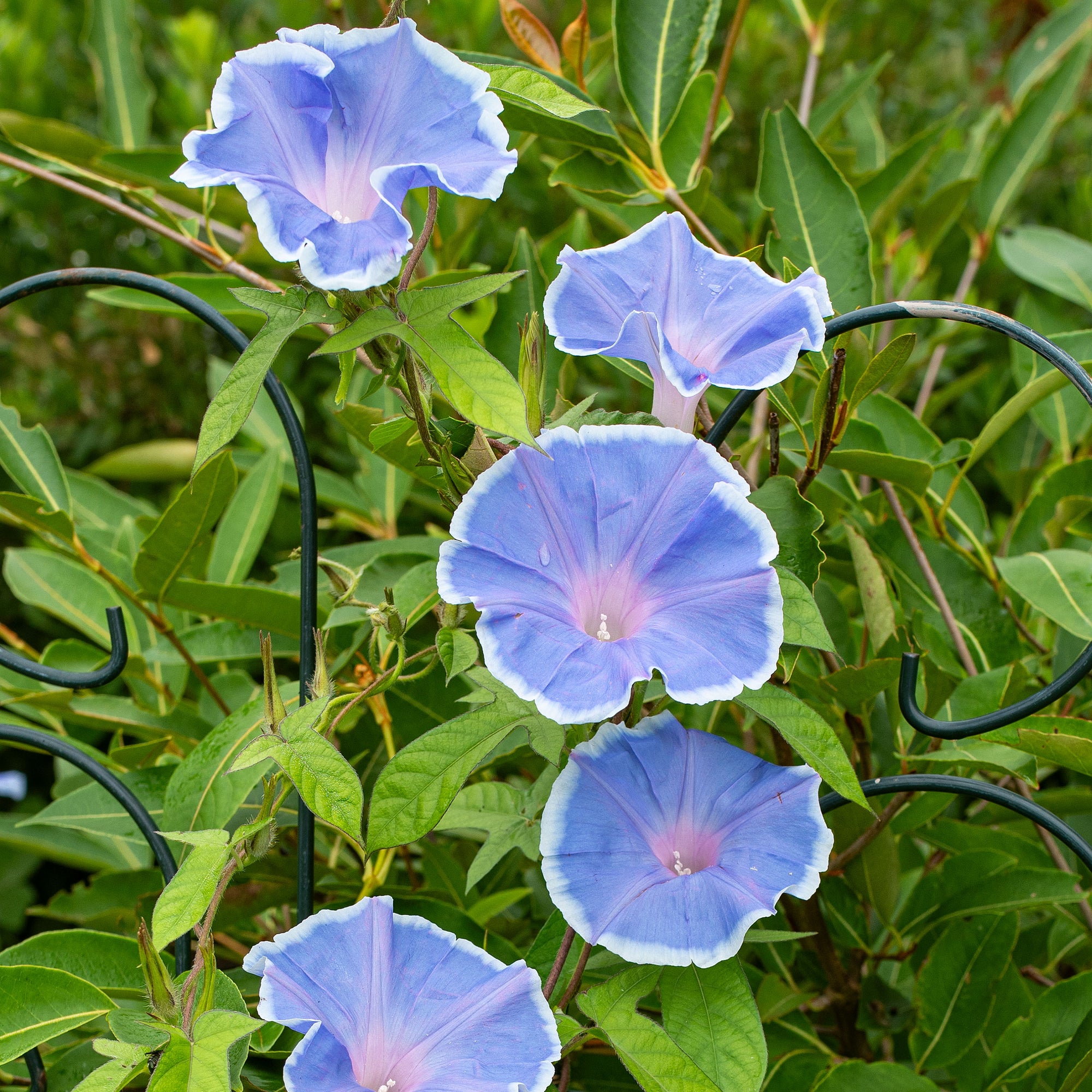 Blue shop morning glories