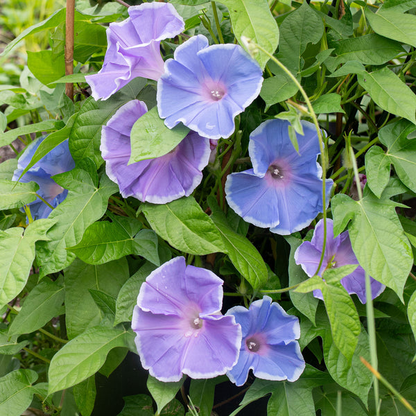 Morning Glory 'Morning Call Blue & White Picotee'