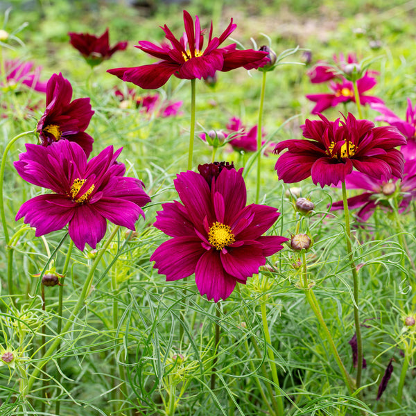 cosmea plant Cosmos bipinnatus 'Fandango' - Seeds | Flower Seeds