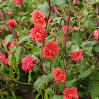 
    



Clarkia 'Orange'
