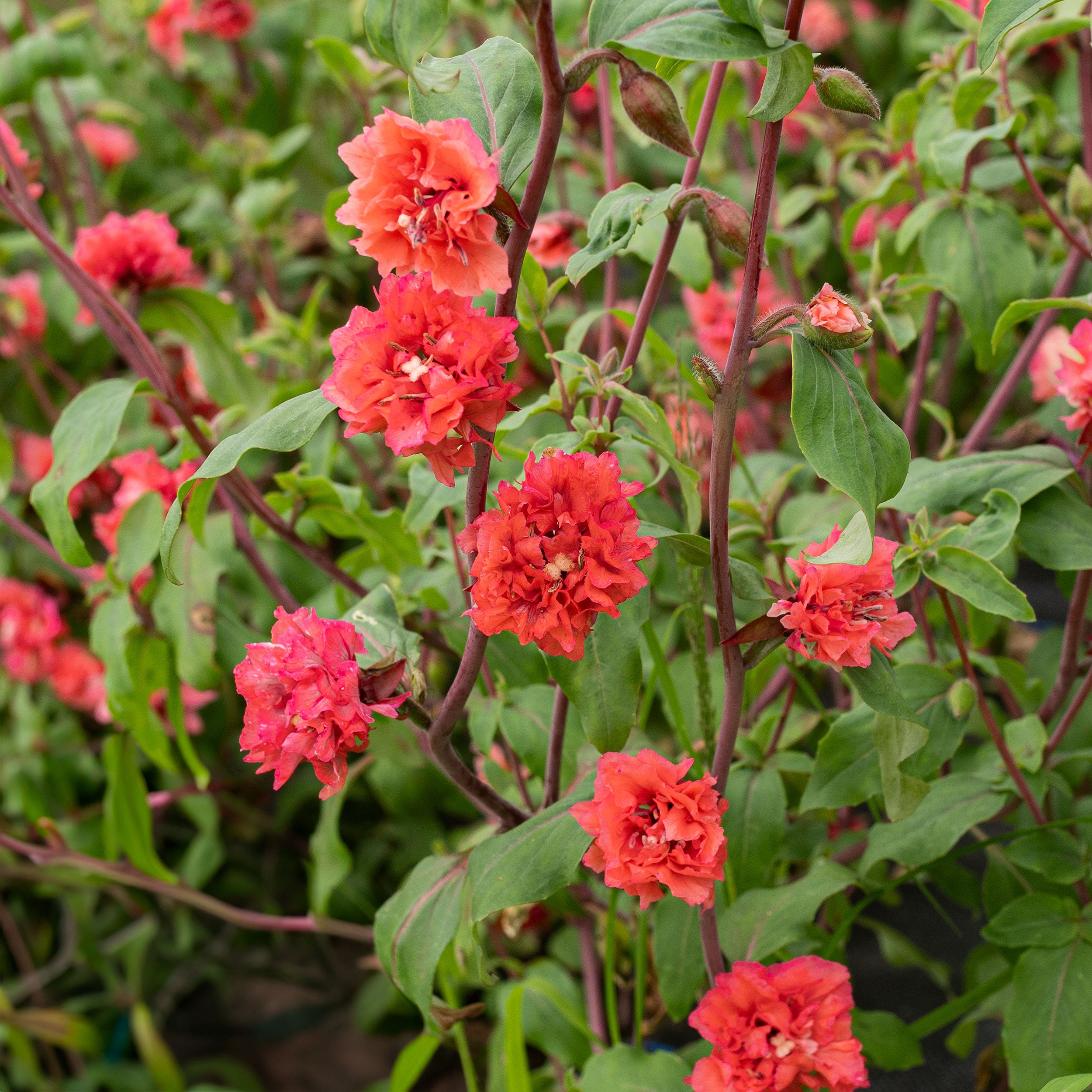 planting clarkia seeds Clarkia 'Orange'