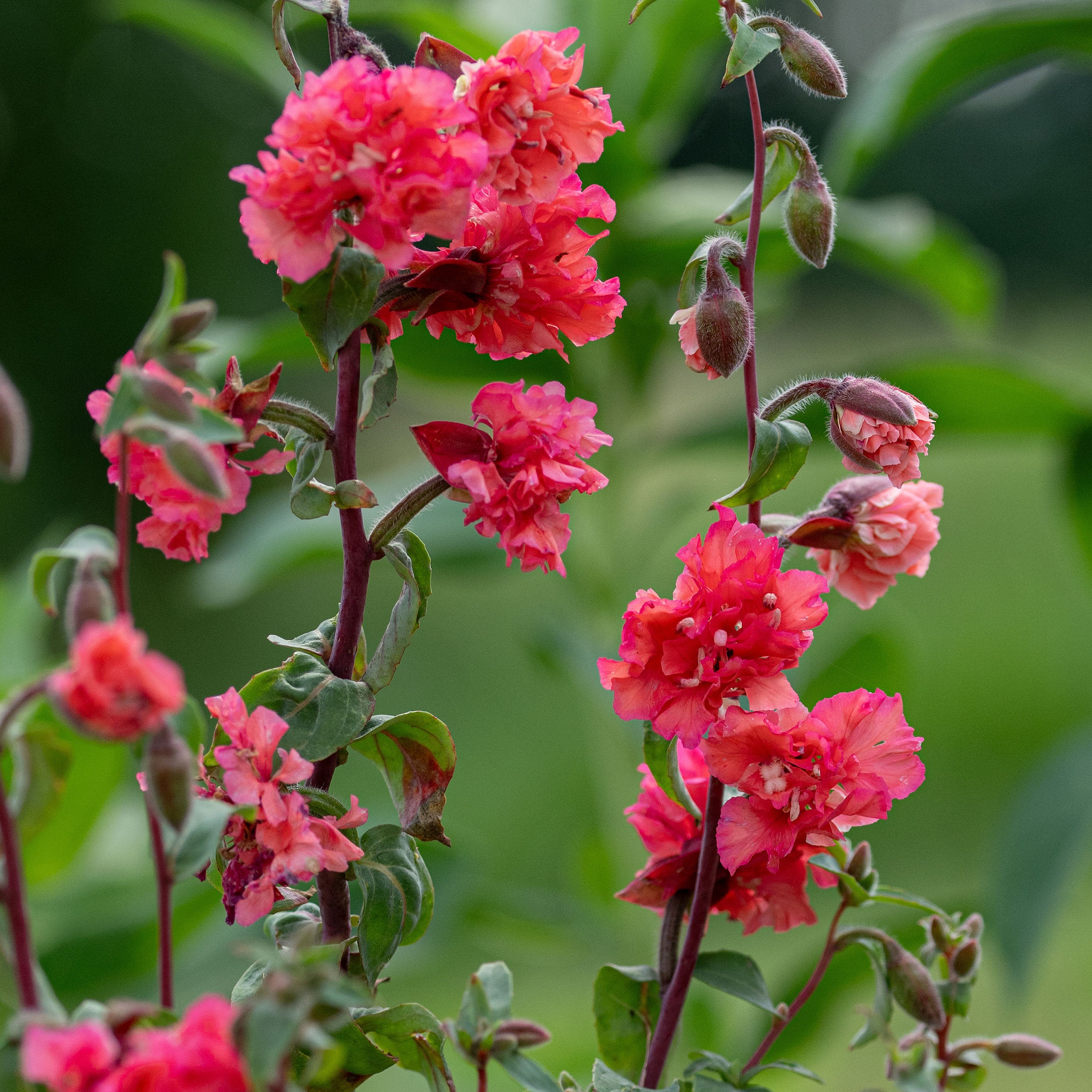 planting clarkia seeds Clarkia 'Orange'