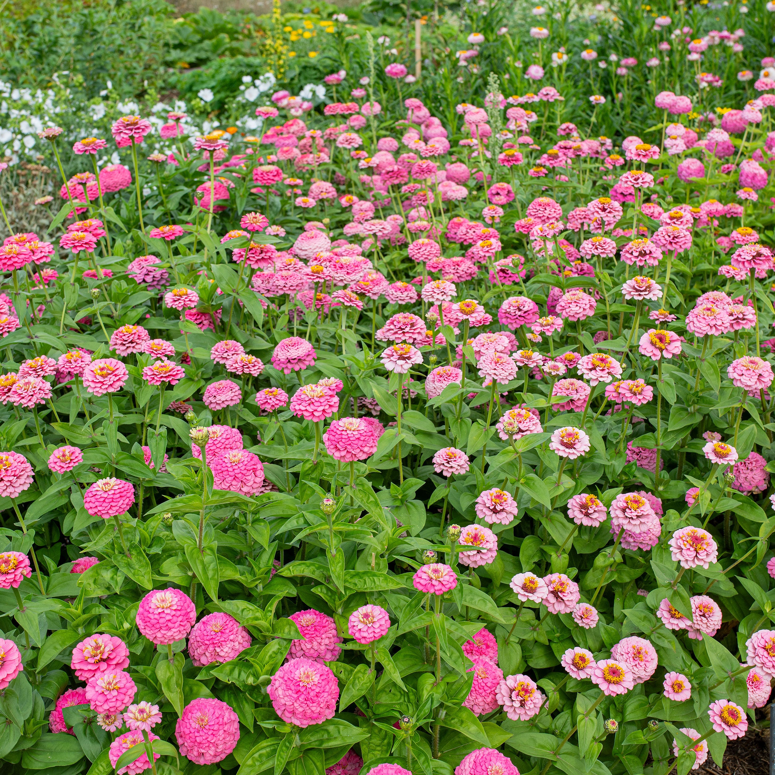 o*r様 527☘️蕾花タグ付☘️超レア☘️BELCHERI⭐️PINK ICE Zinnia 'Oklahoma Pink' seeds