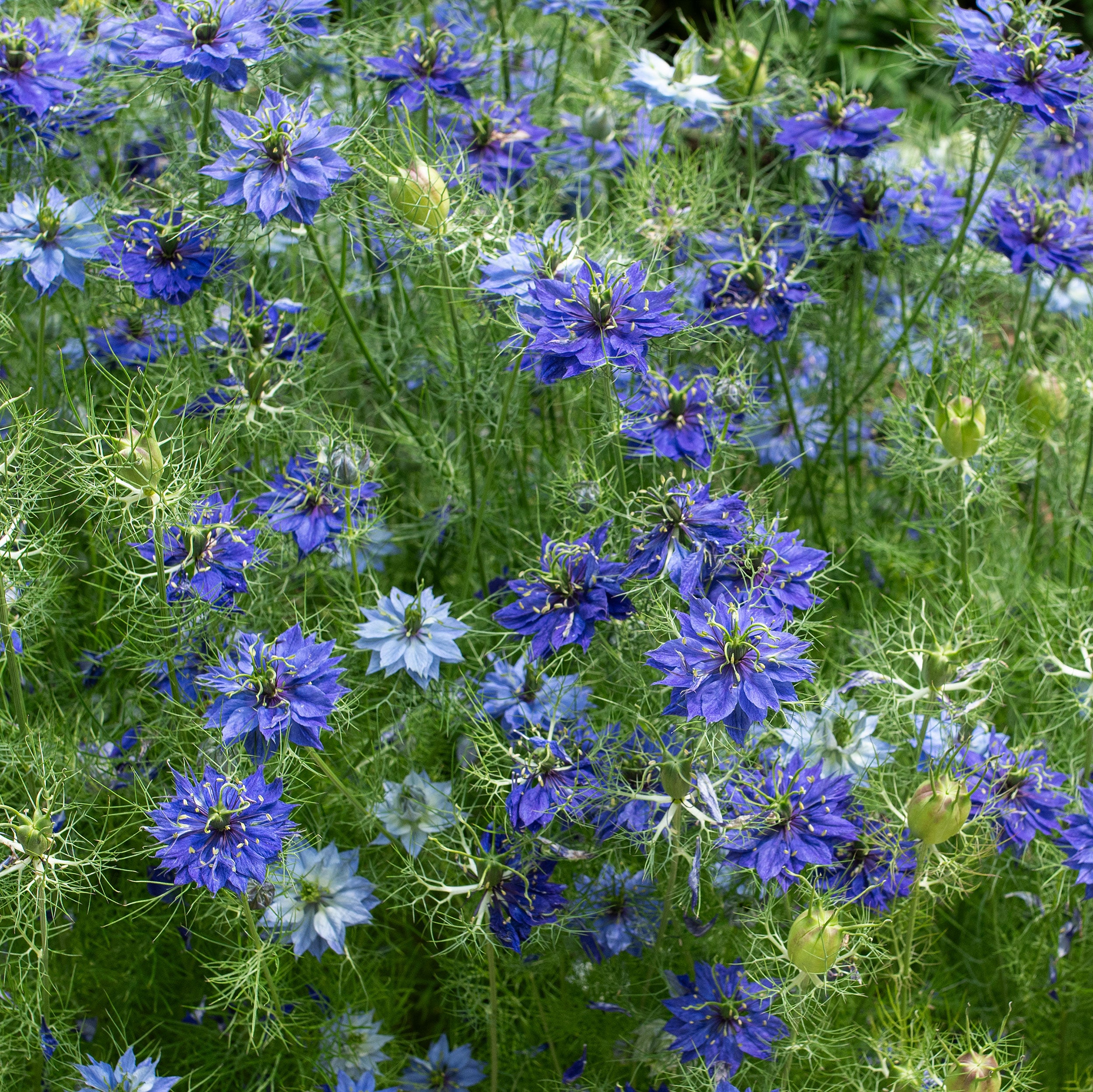 love in a mist persian jewels flower seeds Nigella damascena 'Persian Jewels'