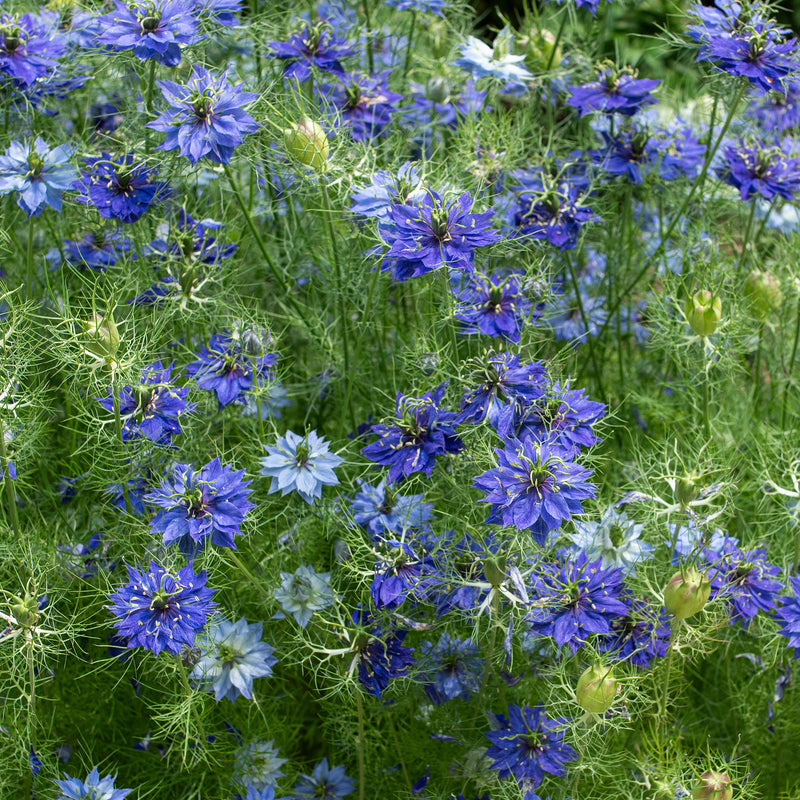 
  



Love-in-a-Mist 'Persian Jewels Indigo'
