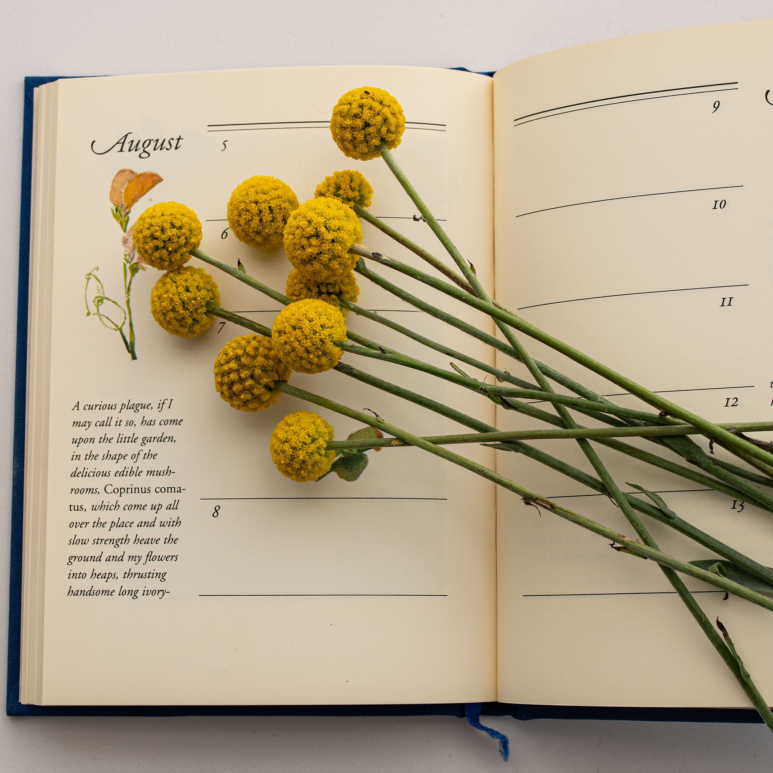 billy button flower seeds Billy Buttons
