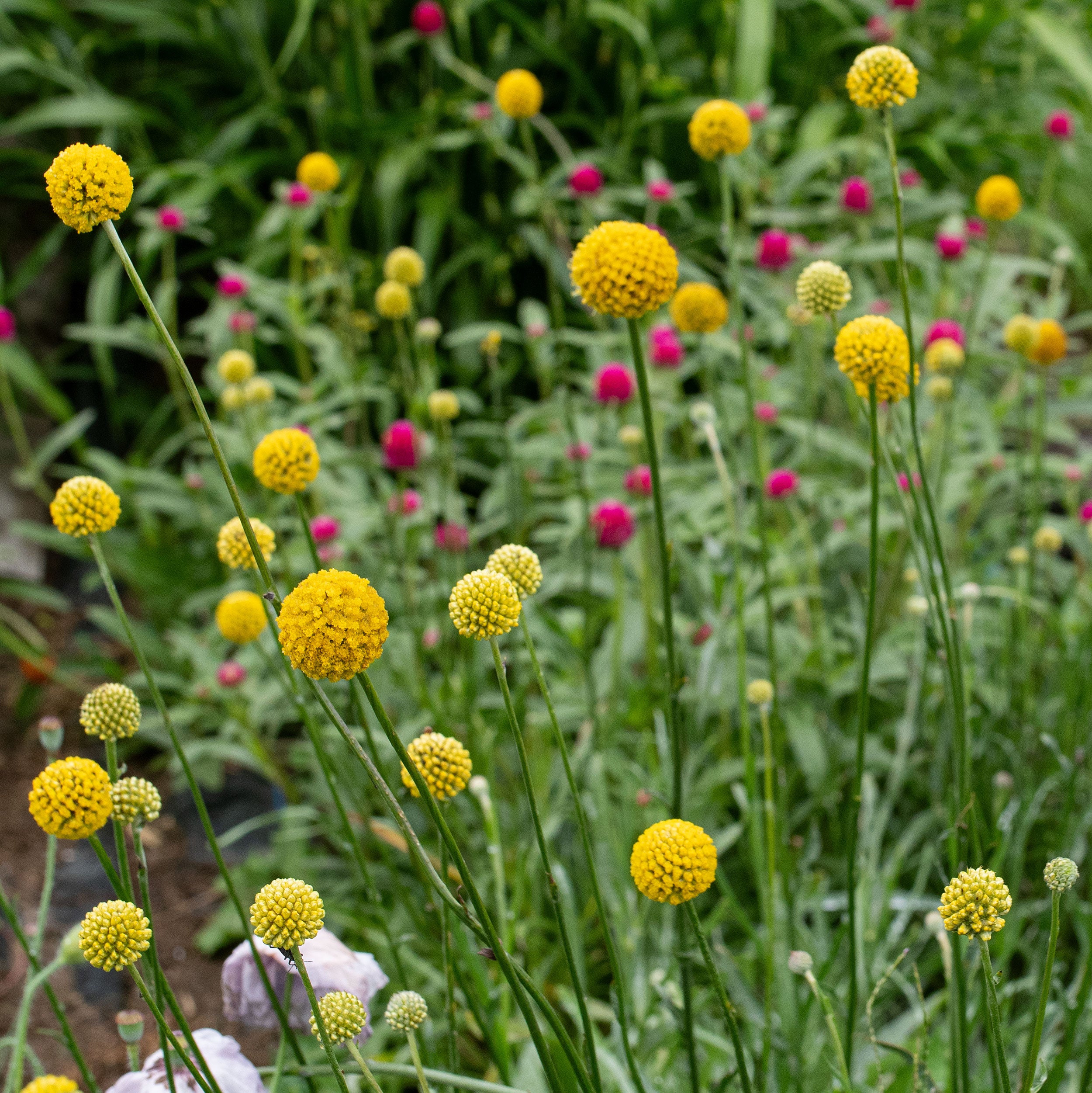 billy ball flower seeds Billy Buttons