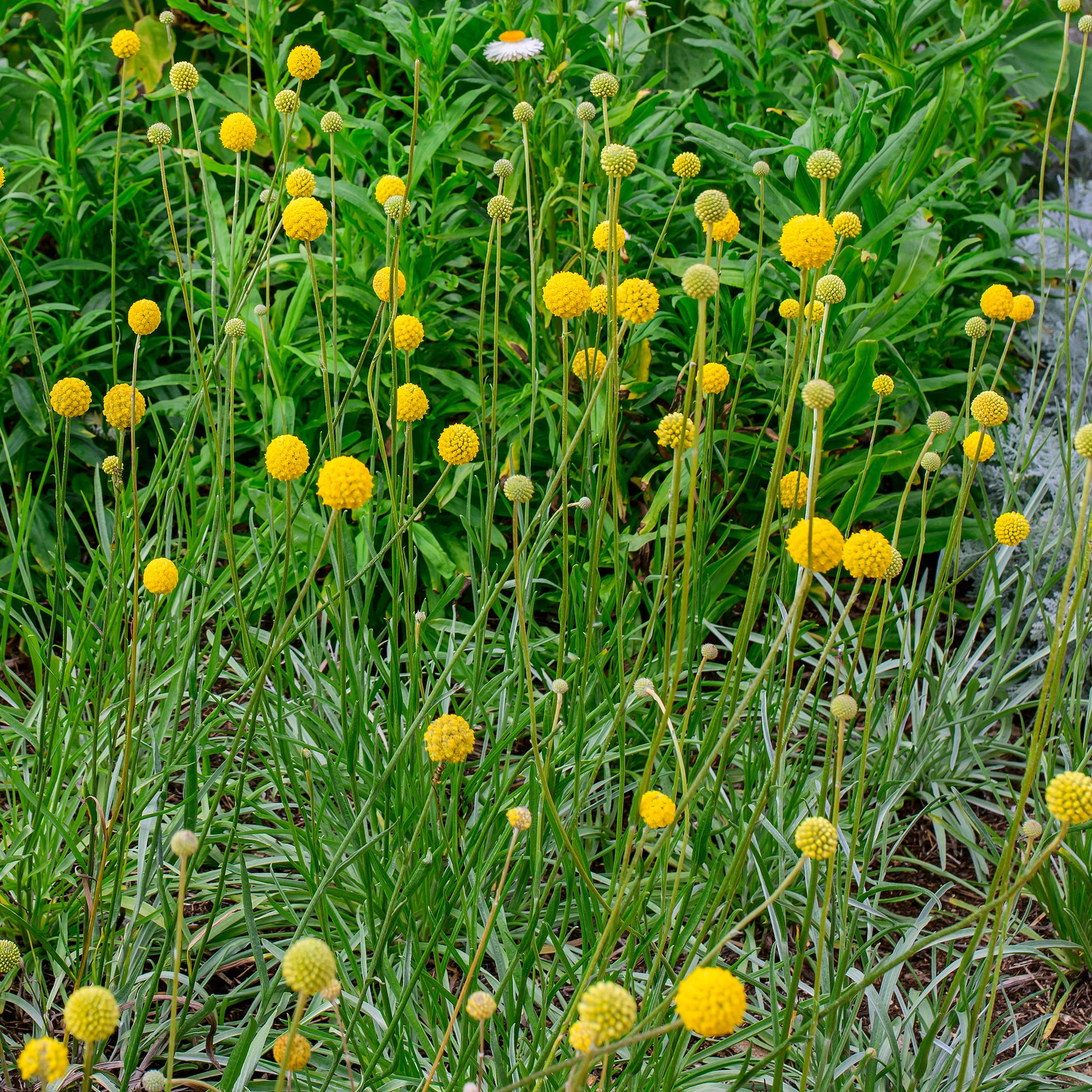 billy ball flower seeds Billy Buttons seeds