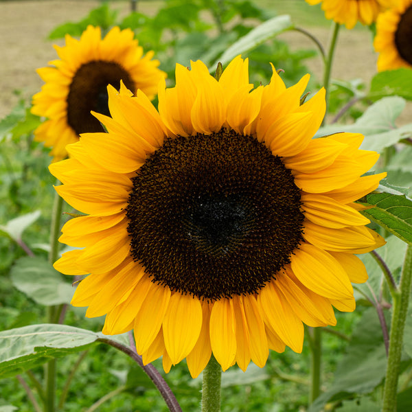 sunflower seed from plant Sunflower 'ProCut® Orange Excel' F1 seeds