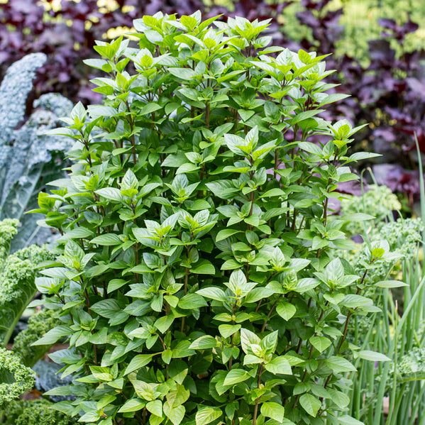 planting thai basil seeds Basil 'Everleaf™ Thai Towers'