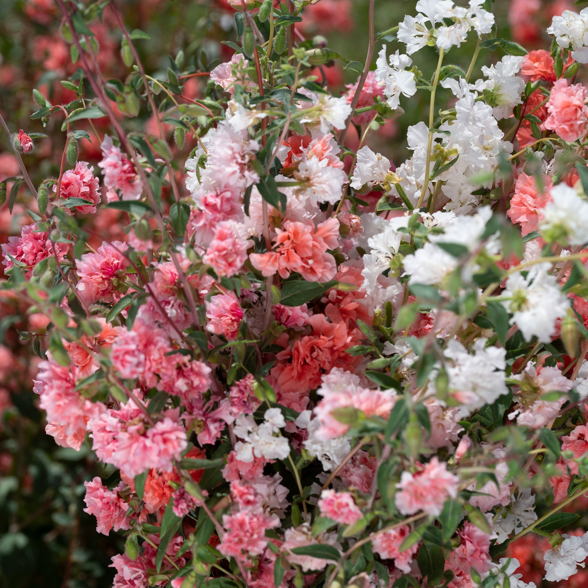 Clarkia 'Rosy Cheek to Cheek Mix'