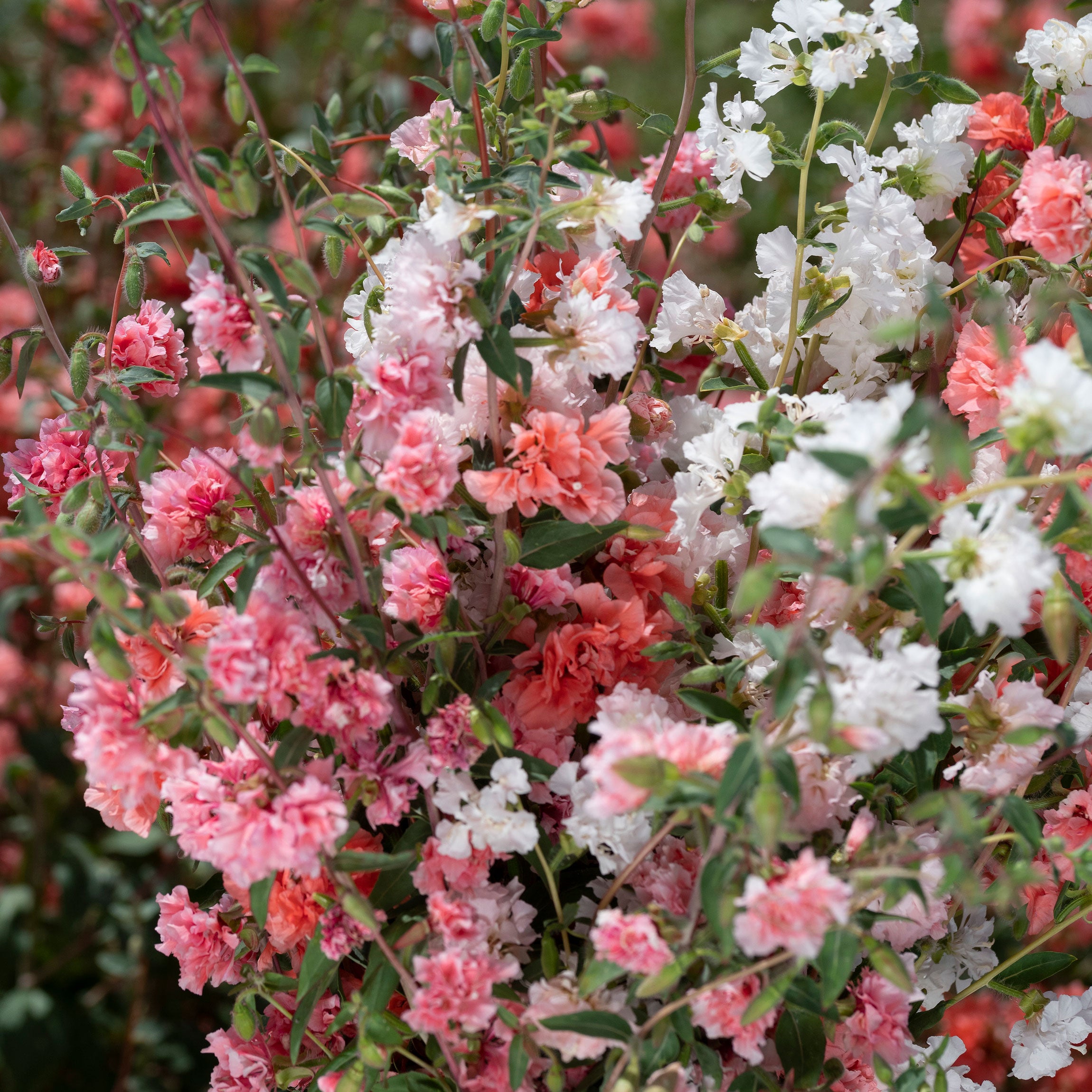 marigold seed in cheek Clarkia 'Rosy Cheek to Cheek Mix'