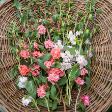 Clarkia 'Rosy Cheek to Cheek Mix'