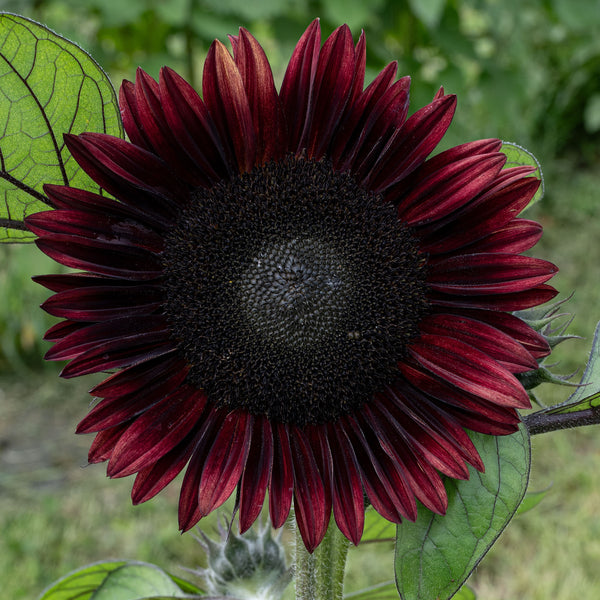 Sunflower 'Black Beauty' F1