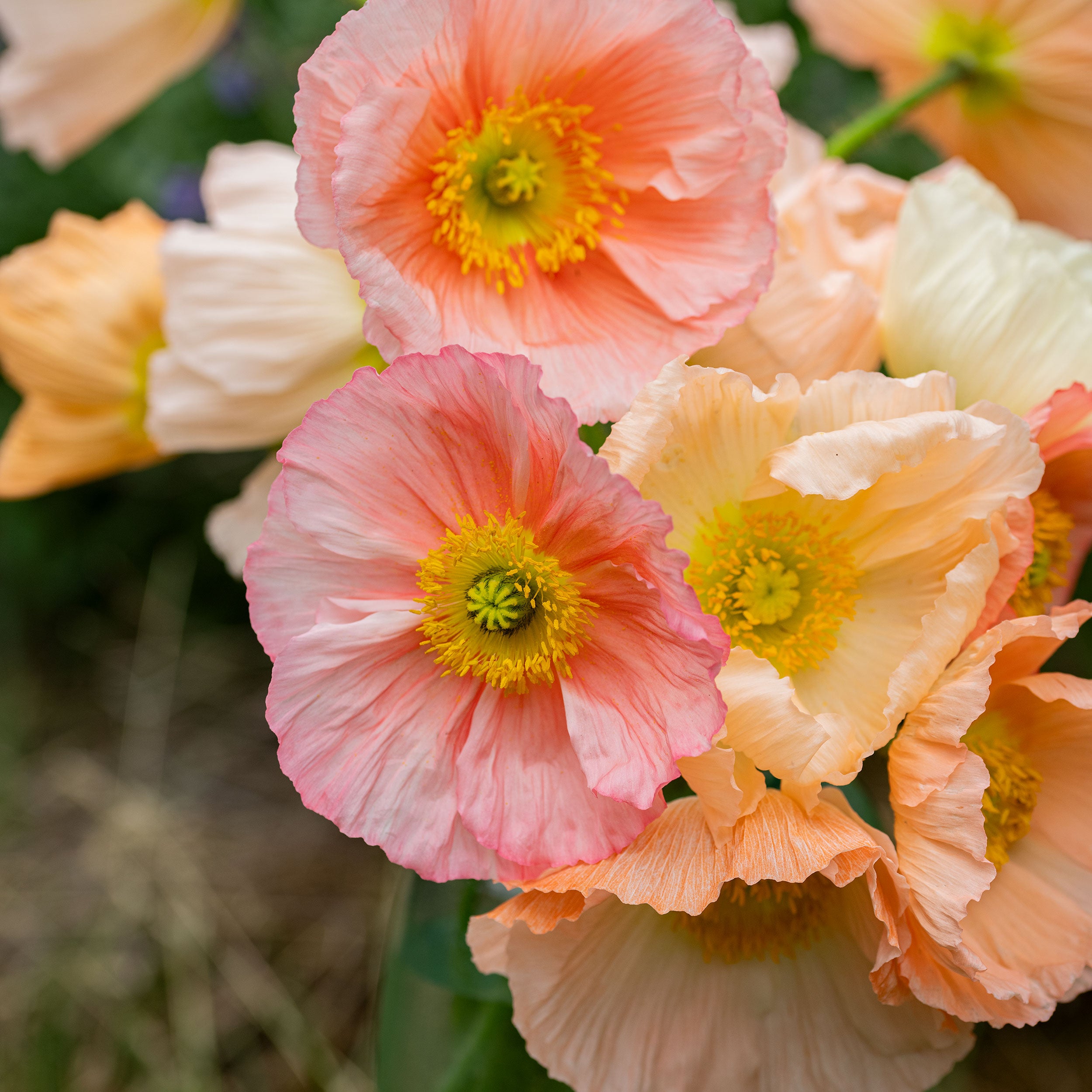 planting icelandic poppy seeds Poppy
