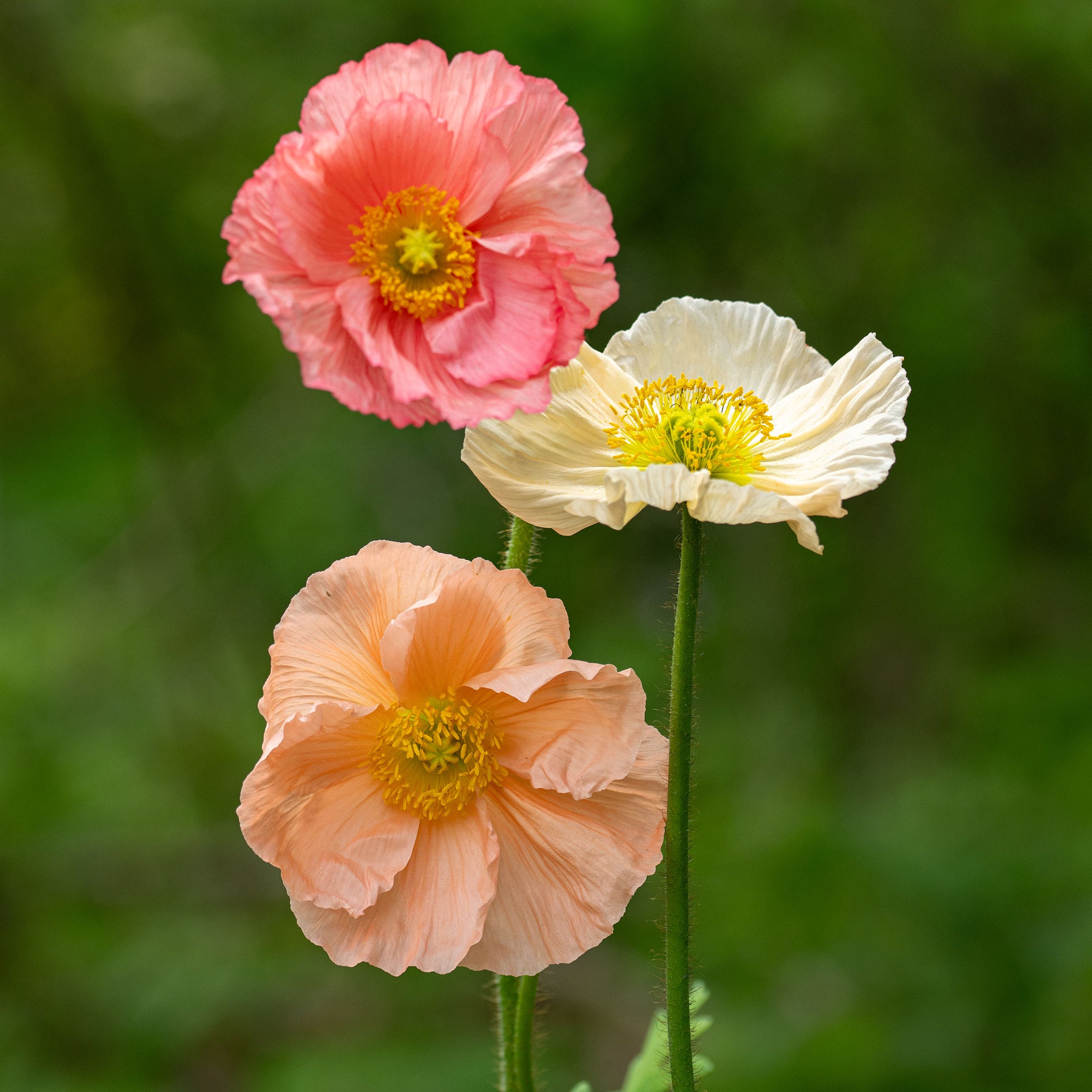 Poppy - Iceland 'Colibri Dolce Vita Mix' F1