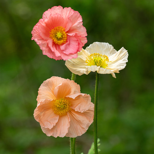 Poppy - Iceland 'Colibri Dolce Vita Mix' F1