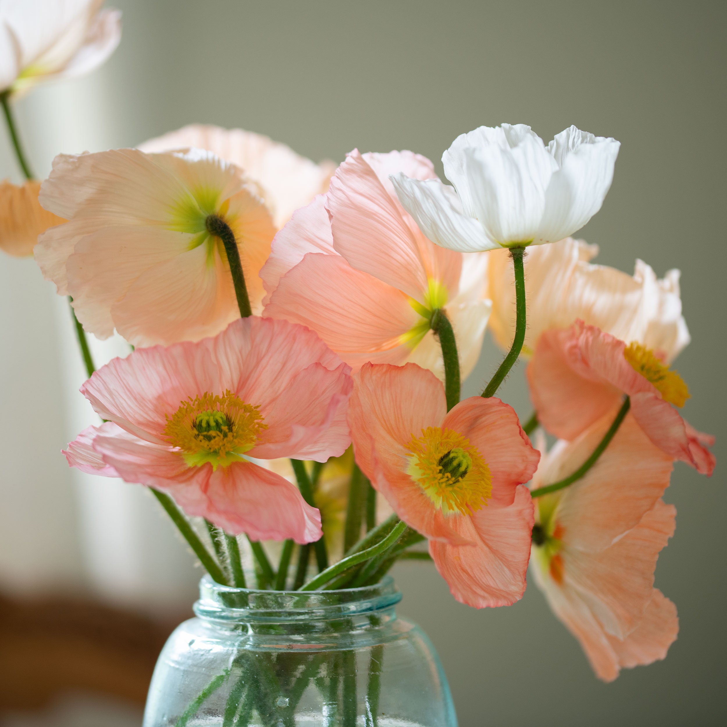 Iceland Poppy 'Colibri Dolce Vita Mix' F1 seeds - Papaver nudicaule