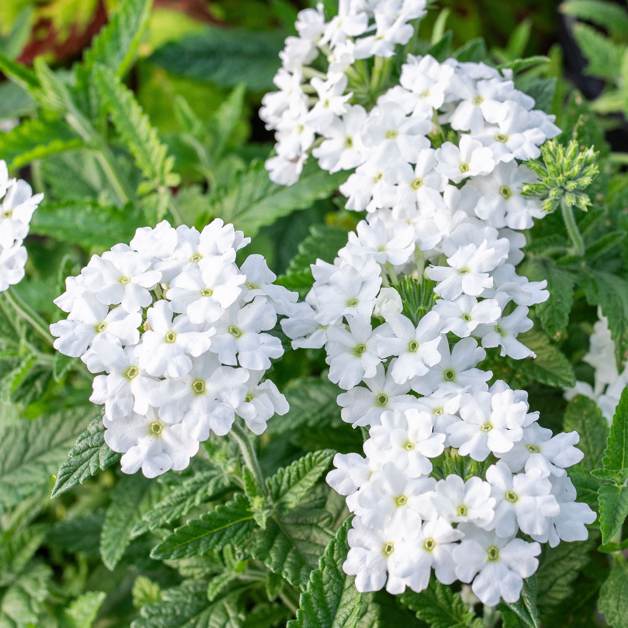 Verbena Varieties Live Verbena – Red – Creeping/Trailing Perennial