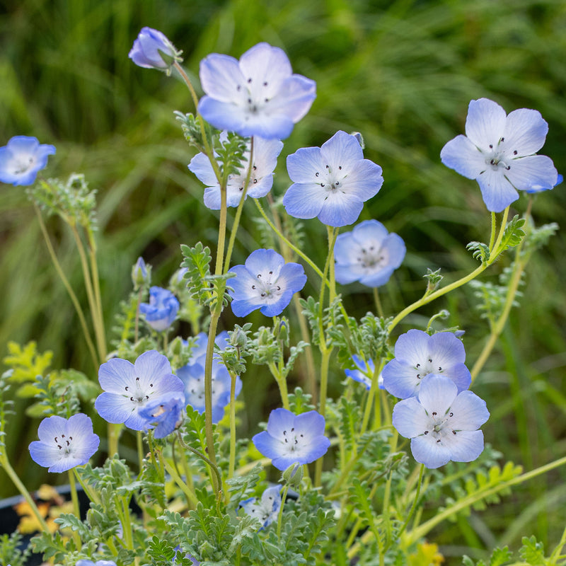 green bird flower seeds for sale Nemophila Baby Blue Eyes