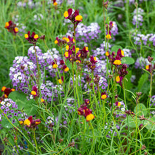 Linaria 'Cordoba'