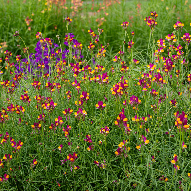 Linaria 'Cordoba'