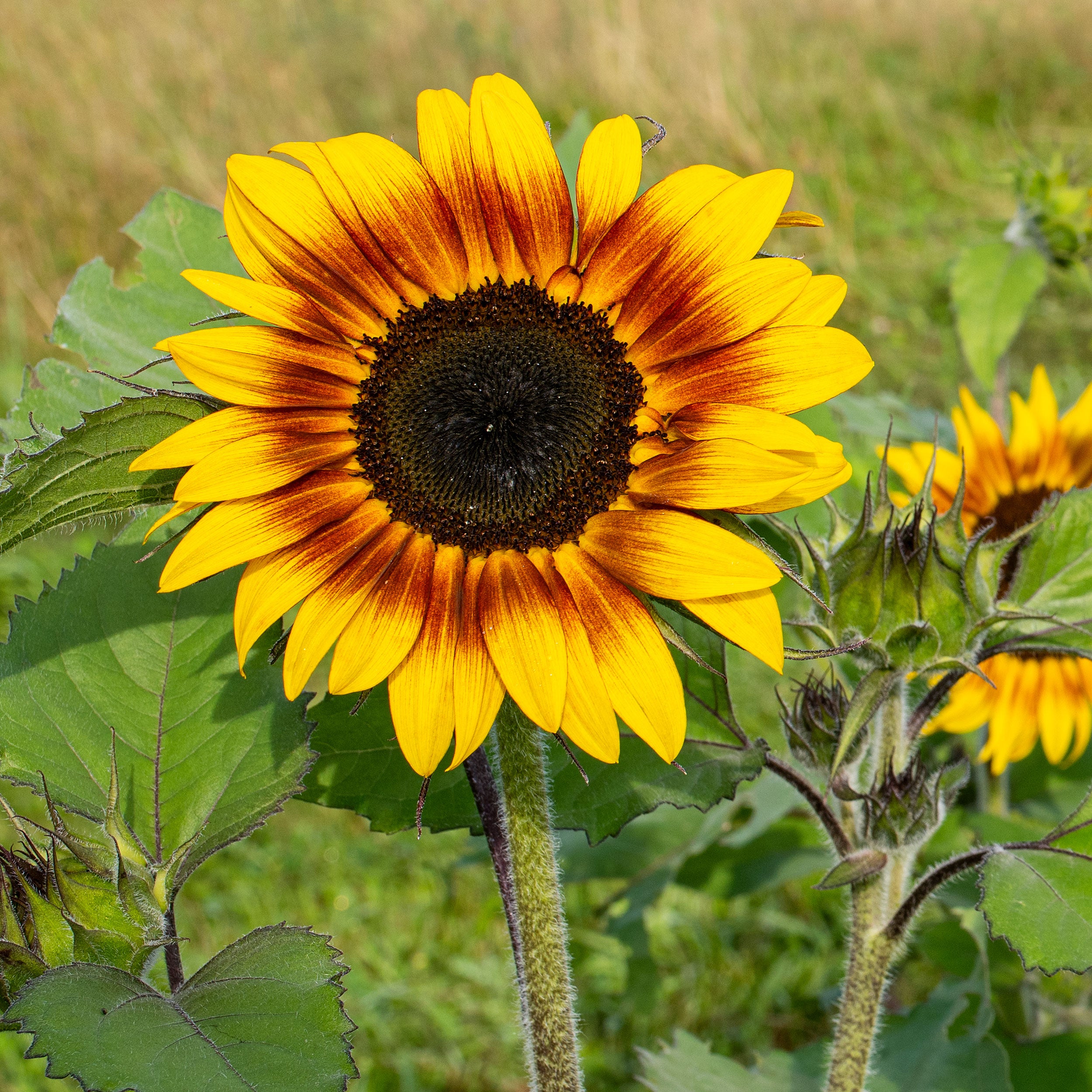 sunflower seed plant Sunflower 'Firecracker' F1