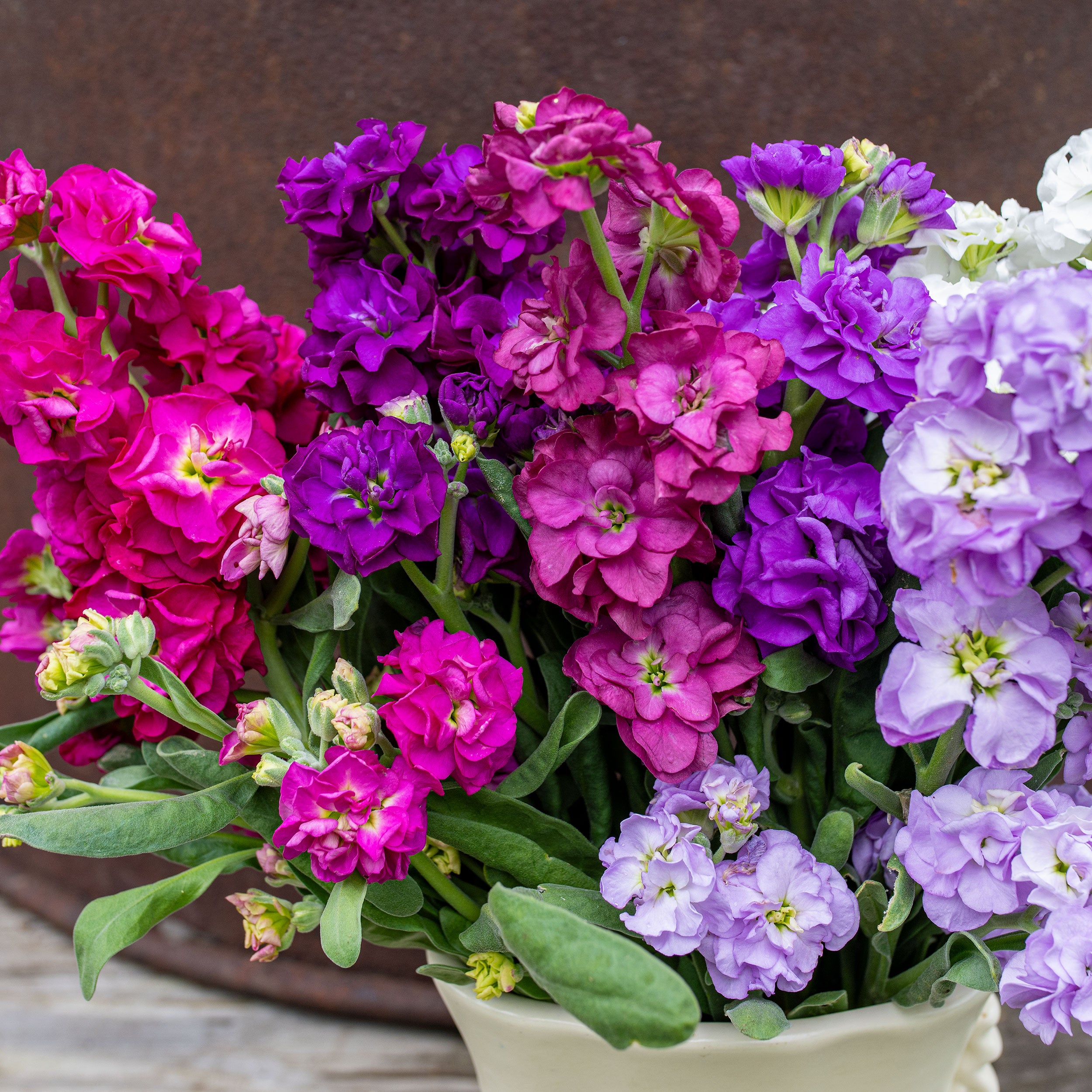 Stock 'Quartet Sonata Mix' seeds - Matthiola incana
