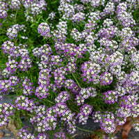 
    



Sweet Alyssum 'Violet Queen'
