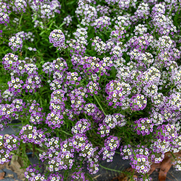 Sweet Alyssum 'Violet Queen'