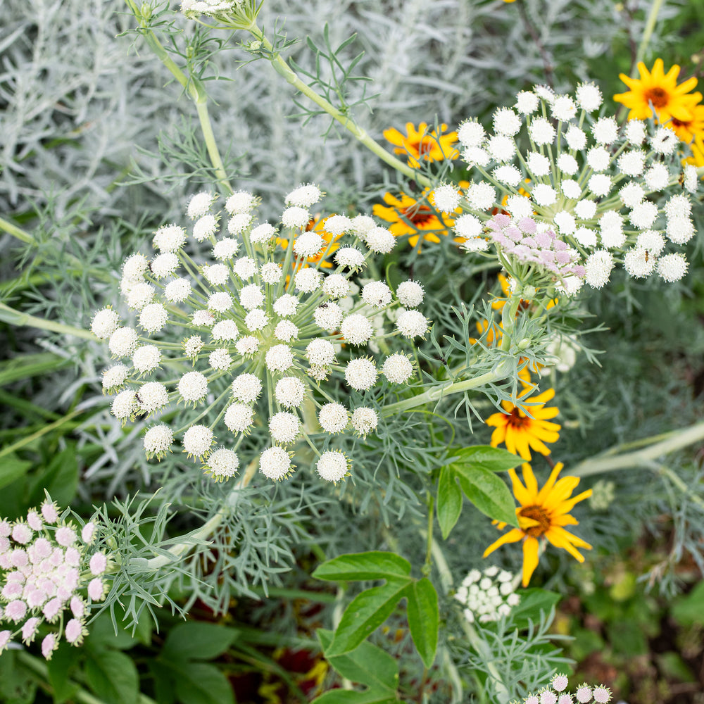 Moon Carrot