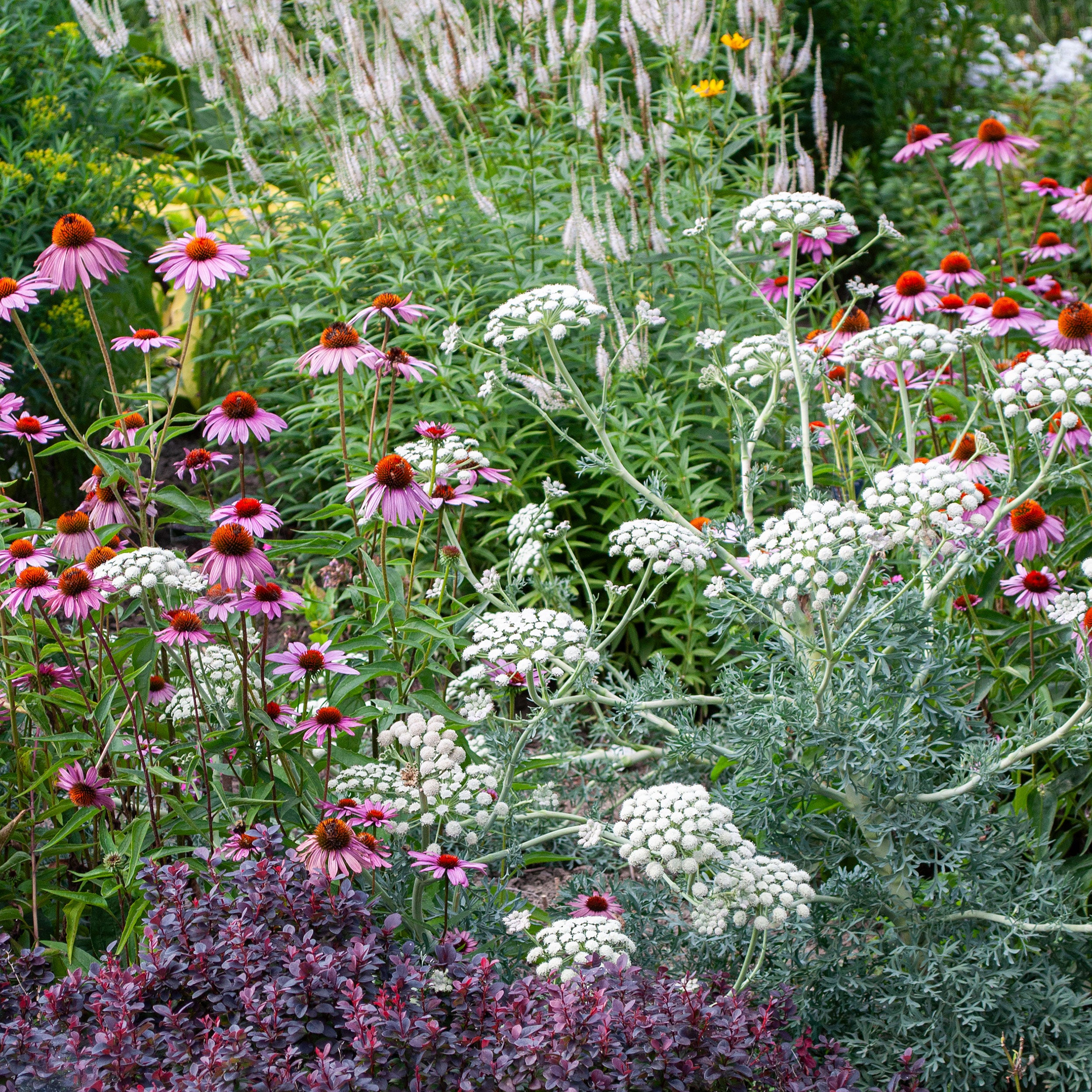 Moon Carrot - Seseli gummiferum seeds