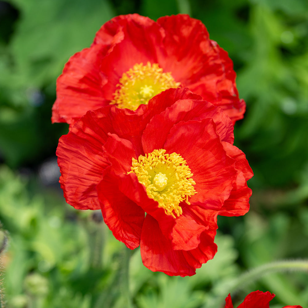 Poppy - Iceland 'Champagne Bubbles Scarlet' F1