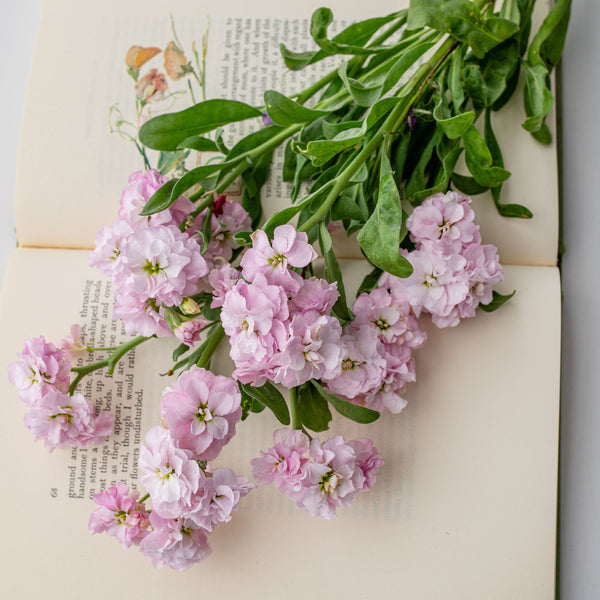 Haru＊Flower／ Stock 'High Quartet Cherry' seeds - Matthiola incana