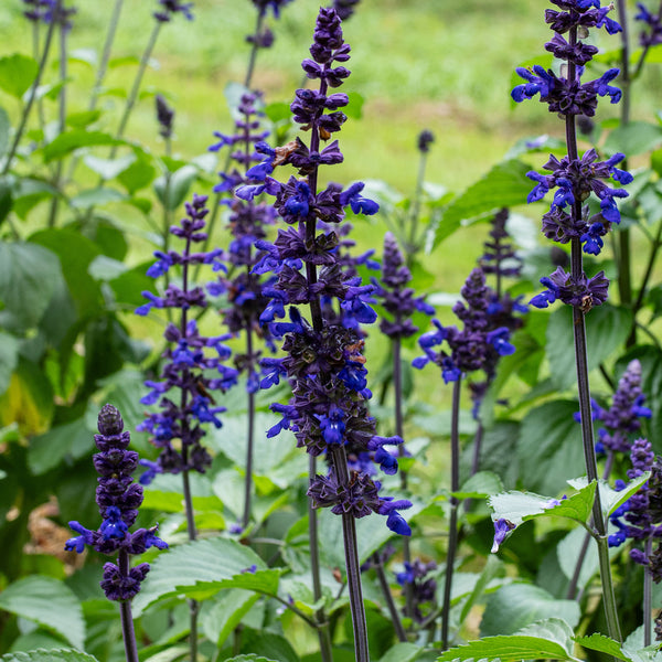 salvia plant seed Salvia 'Big Blue' plants