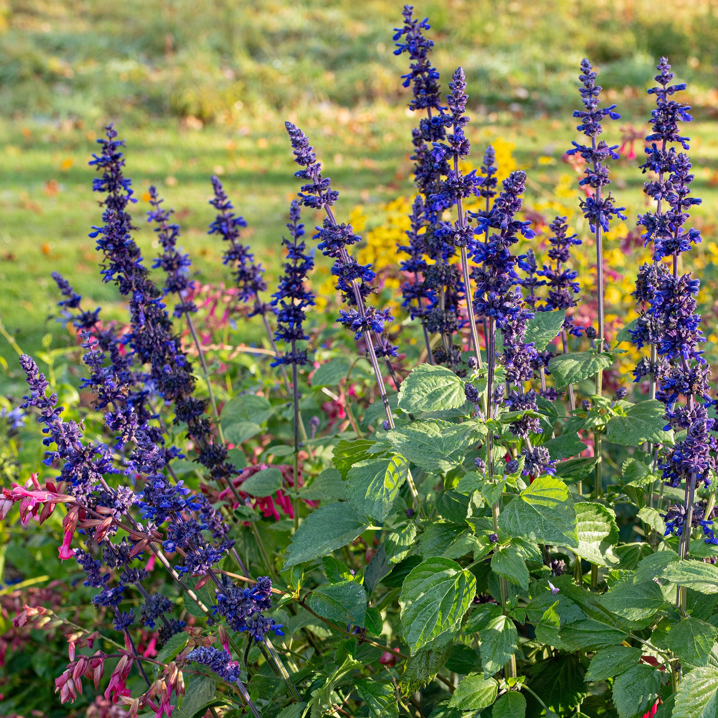 Salvia Horminum ‘Oxford Blue’ | Middleton Nurseries